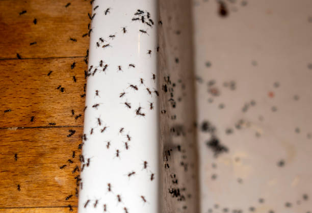 Best Ant Control Services  in Weidman, MI