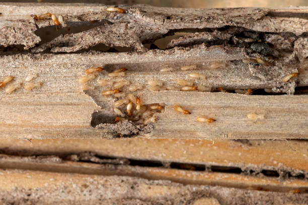 Best Spider Control Near Me  in Weidman, MI